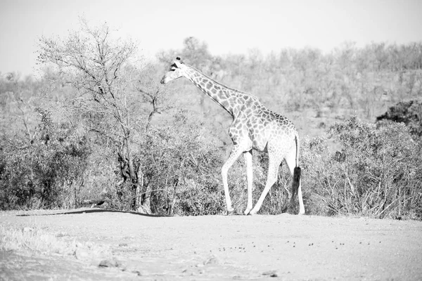 En Afrique du Sud réserve faunique et girafe — Photo