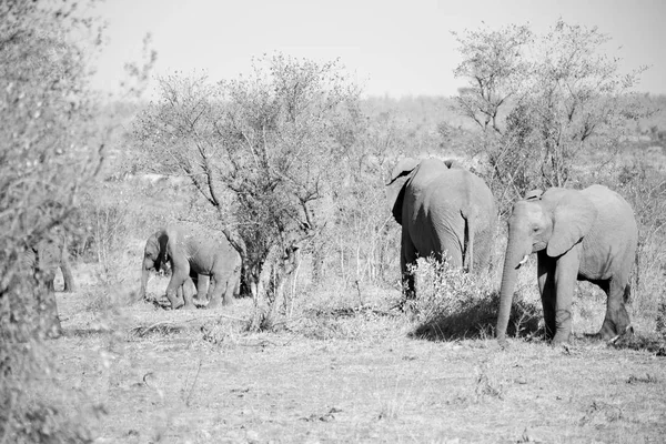 En Sudáfrica reserva natural de vida silvestre y elefante — Foto de Stock