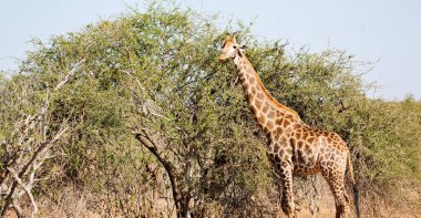 Güney Afrika yaban hayatı rezerv ve zürafa
