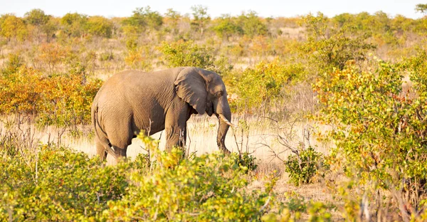 En Afrique du Sud réserve naturelle sauvage et éléphant — Photo