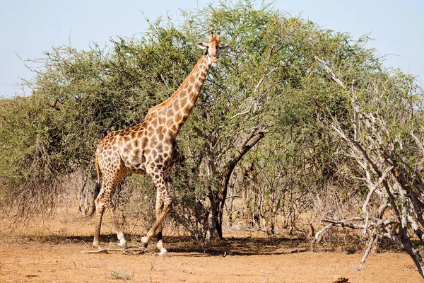 In south africa     wildlife    reserve and   giraffe — Stock Photo, Image