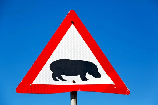 In Zuid-Afrika close-up van het nijlpaard-teken — Stockfoto