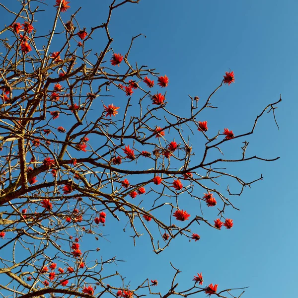 Perto da planta de flor e céu claro — Fotografia de Stock