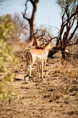  Kış ormanda vahşi Impala