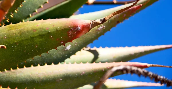 Absztrakt levél a kaktusz növény, és a fény — Stock Fotó