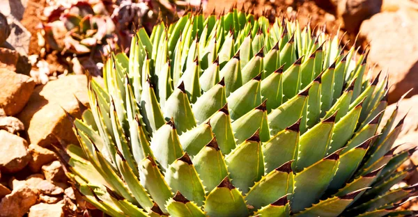 Hoja abstracta de cactus planta y luz —  Fotos de Stock