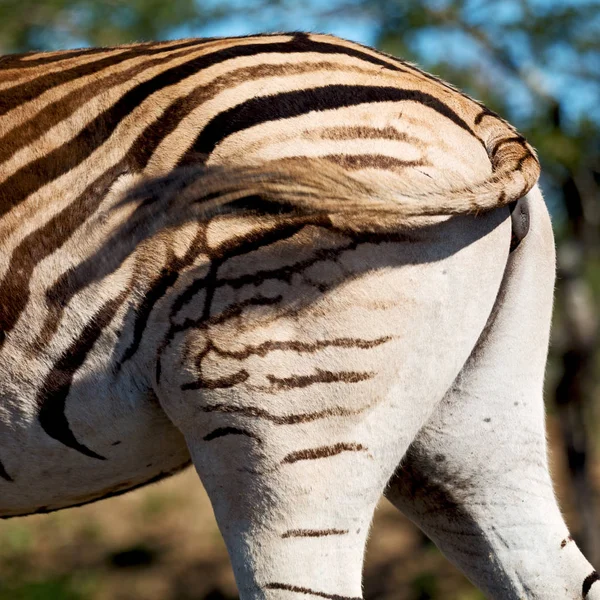 V Jižní Africe přírody chráněné krajinné oblasti a zebra — Stock fotografie