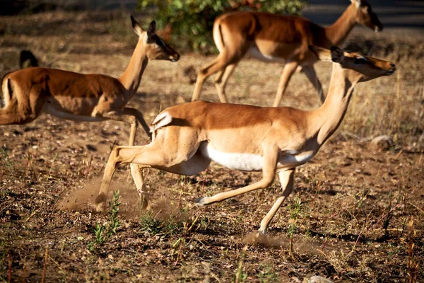 Wild impala in de winter bush — Stockfoto