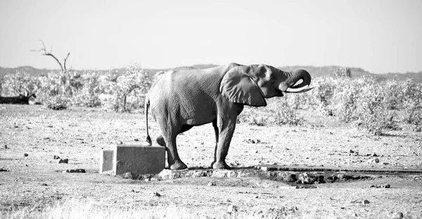 In Sudafrica riserva naturale faunistica ed elefante — Foto Stock