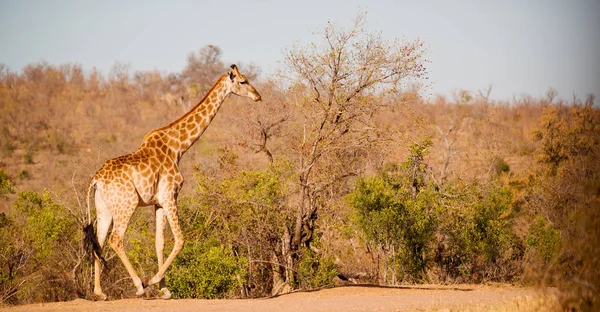 In south africa     wildlife    reserve and   giraffe — Stock Photo, Image