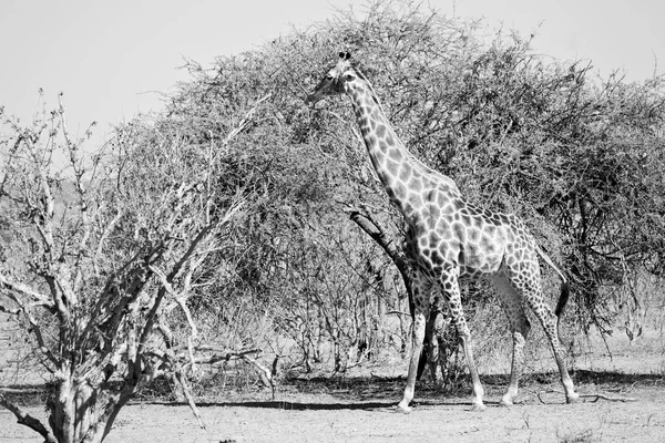 En Sudáfrica reserva de vida silvestre y jirafa — Foto de Stock