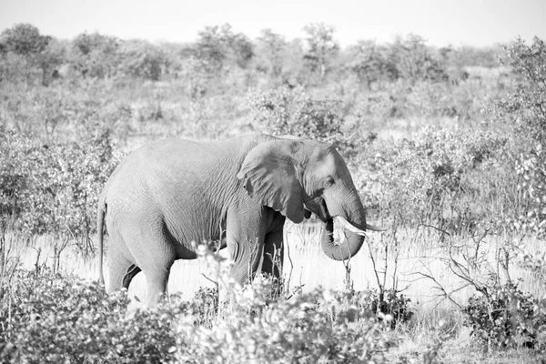 В Южной Африке заповедник дикой природы и слон — стоковое фото