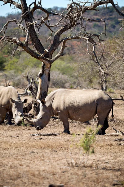 Na África do Sul reserva de vida selvagem e rinoceronte — Fotografia de Stock