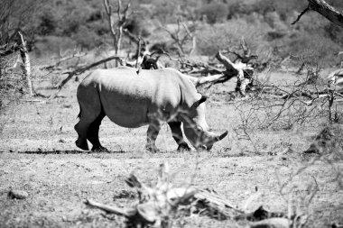  Güney Afrika yaban hayatı rezerv ve gergedan