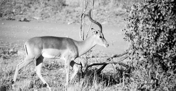 Impala selvagem no arbusto de inverno — Fotografia de Stock