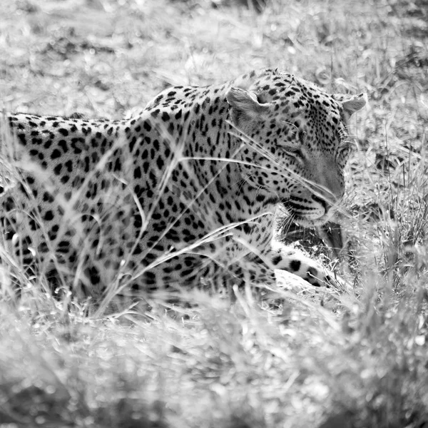 In south africa kruger natural park wild leopard — Stock Photo, Image