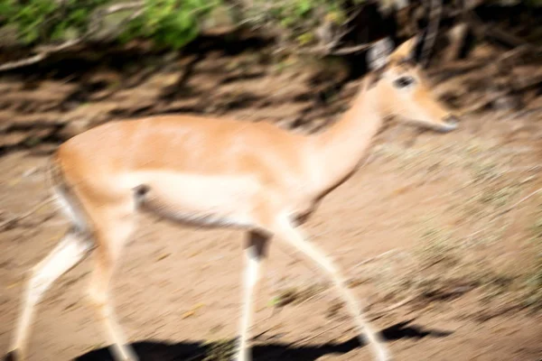 Impala silvestre en el arbusto de invierno — Foto de Stock