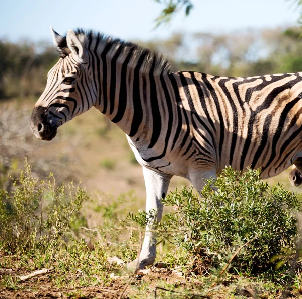 Στην Νότια Αφρική άγρια φύση αποθεματικό και ζέβρα — Φωτογραφία Αρχείου