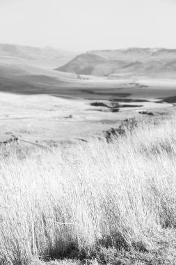   Güney Afrika'da kara çalı ve ağaç 