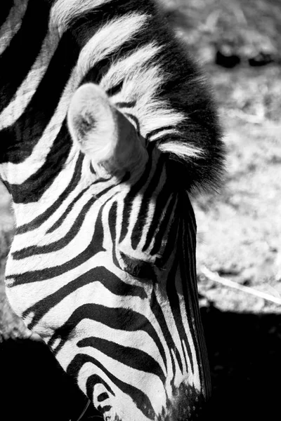 In south africa     wildlife  nature  reserve and  zebra — Stock Photo, Image