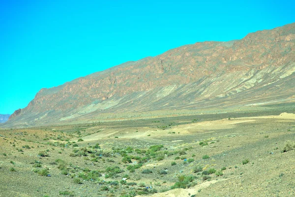 Busch im Tal Marokko Afrika der Atlas trockenen Berg — Stockfoto