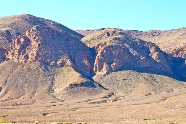 Bush  in    valley  morocco     africa the atlas dry mountain — Stock Photo, Image