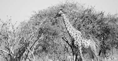 Güney Afrika yaban hayatı rezerv ve zürafa