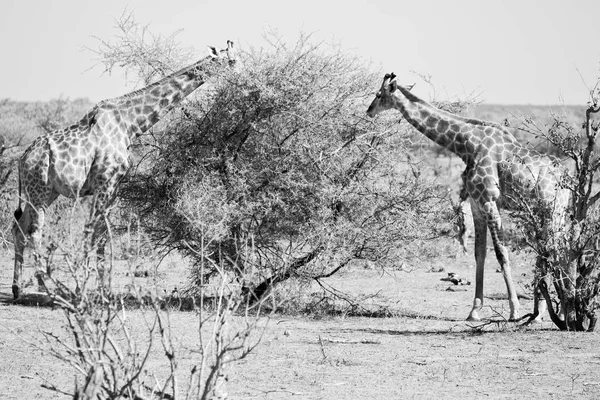 En Sudáfrica reserva de vida silvestre y jirafa — Foto de Stock