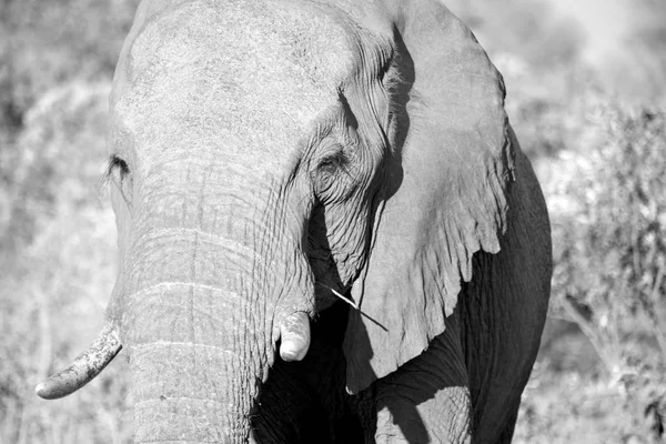 In Sudafrica riserva naturale faunistica ed elefante — Foto Stock