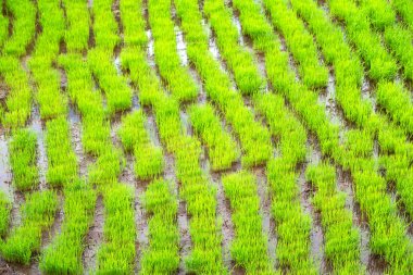   coultivation pirinç Teras alanı   
