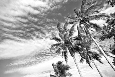  palmiye yaprak ve dal görünümü aşağı