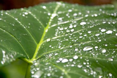 bir yaprak yağmur sonra bazı damla 