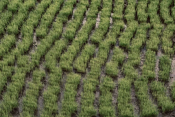 Campo de terraço para coultivação de arroz — Fotografia de Stock