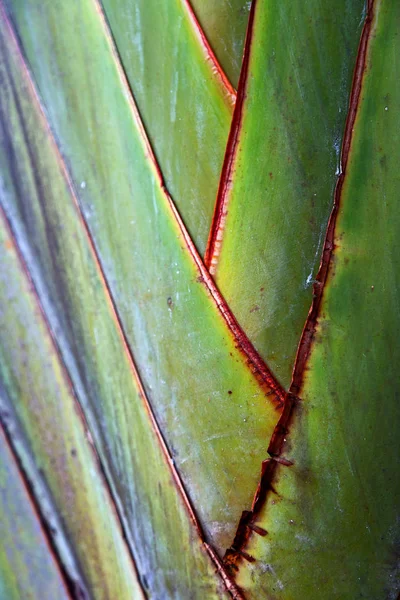 La parte trasera de una hoja y la luz — Foto de Stock