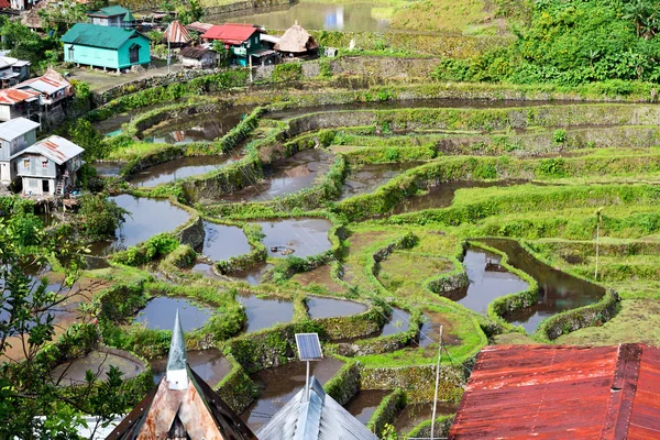 Terrace   field for  coultivation of rice — Stock Photo, Image