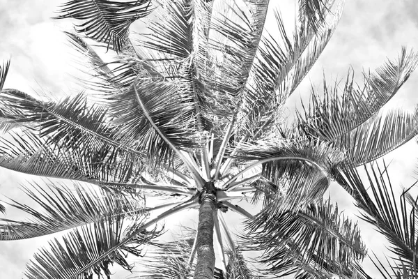 Feuille de palmier et vue sur la branche du bas — Photo