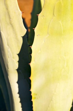   kaktüs bitki ve ışık soyut yaprak