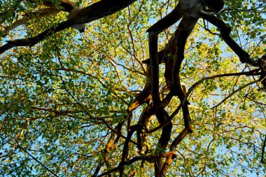 bitki ve ağaç Milli Parkı içinde 