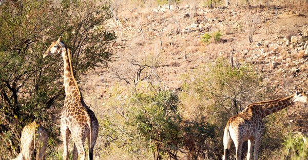 Blur in south africa kruger wildlife nature reserve and wild giraffe