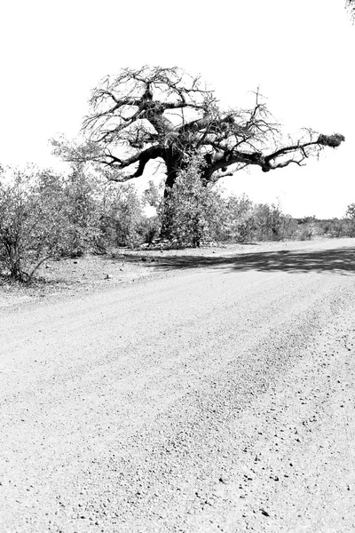 In der südafrikanischen Straße und Baobab — Stockfoto