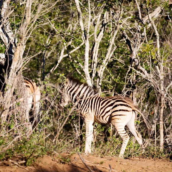 En Afrique du Sud réserve naturelle faunique et zèbre — Photo