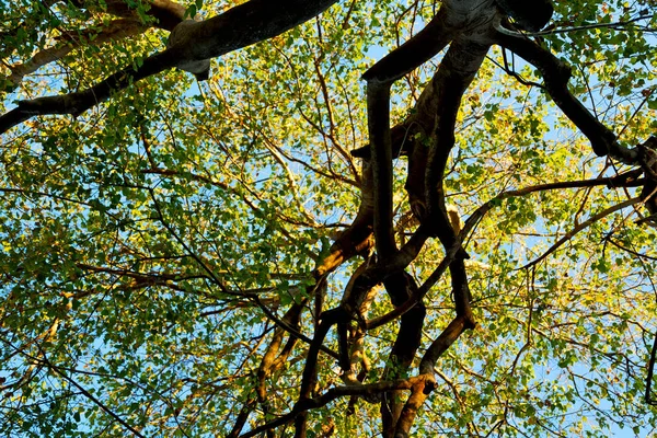 Pflanzen und Bäume im Nationalpark — Stockfoto