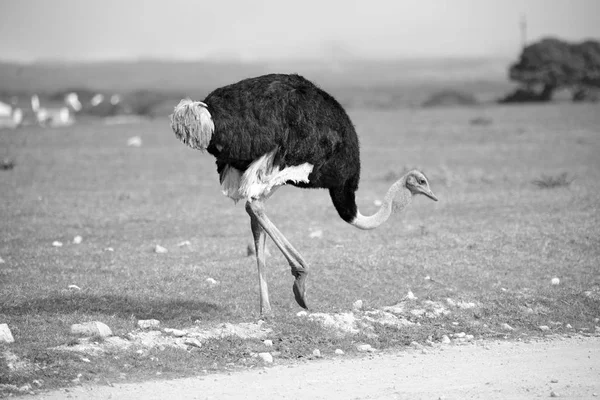 Na África do Sul reserva natural de vida selvagem e avestruz — Fotografia de Stock