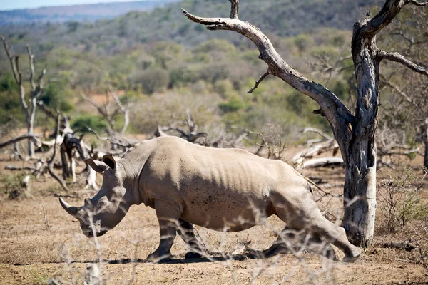 I sørlige africa viltreservat og neshorn – stockfoto