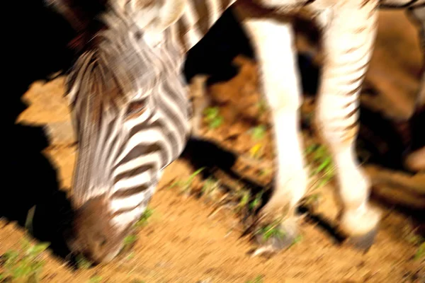 En Afrique du Sud réserve naturelle faunique et zèbre — Photo