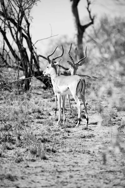 Wild impala in de winter bush — Stockfoto