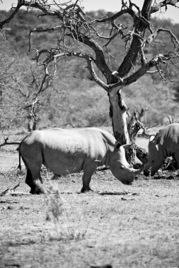   Güney Afrika yaban hayatı rezerv ve gergedan