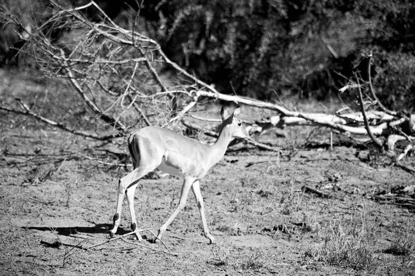 Impala selvagem no arbusto de inverno — Fotografia de Stock