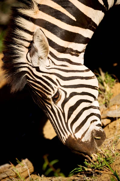 Na África do Sul reserva natural de vida selvagem e zebra — Fotografia de Stock