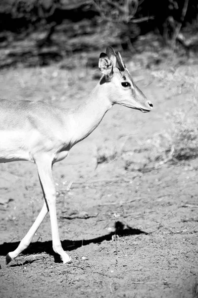 Divoké impala v zimě bush — Stock fotografie